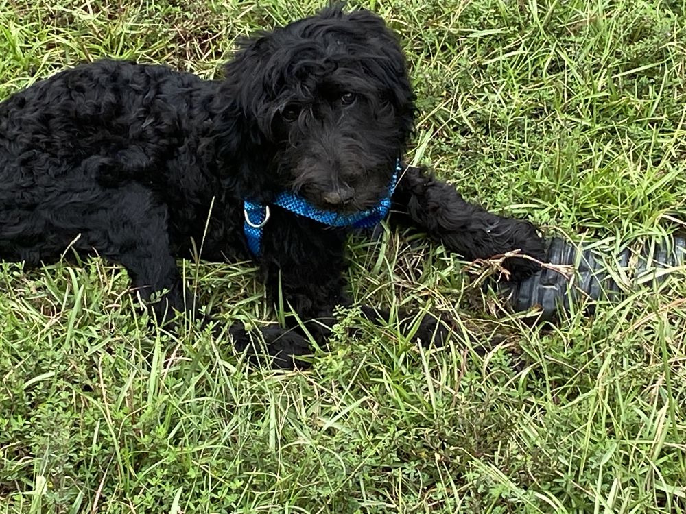 Brandy’s Boarding - pet boarding facility in Pooler, GA