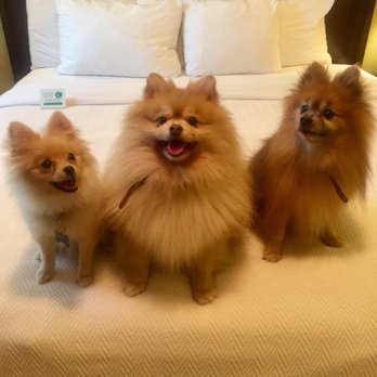 Nottoway Plantation & Resort - Dog Friendly Traveling Puppies! - Hotels Near Me - White Castle, Louisiana Nottoway Plantation & Resort - Dog Friendly Traveling Puppies! - Hotels Near Me - White Castle, Louisiana