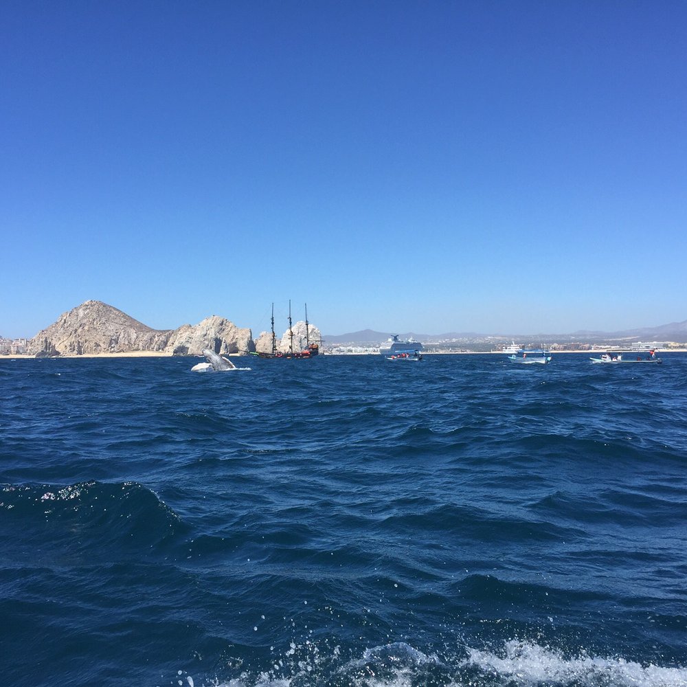 Whale Watch Cabo - Humpback calf having fun on a sunny day - cell phone pic - Tours Near Me - Cabo San Lucas, BCS Whale Watch Cabo - Humpback calf having fun on a sunny day - cell phone pic - Tours Near Me - Cabo San Lucas, BCS