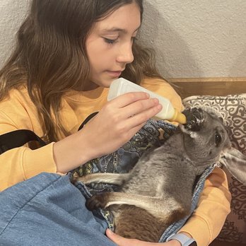 Blue Hills Ranch - Bottle feeding a 4 mo old kangaroo! - Hotels Near Me - McGregor, Texas