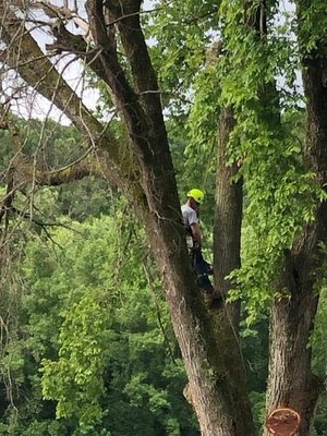 Southern Yankee Tree