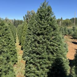 Santa’s Garden