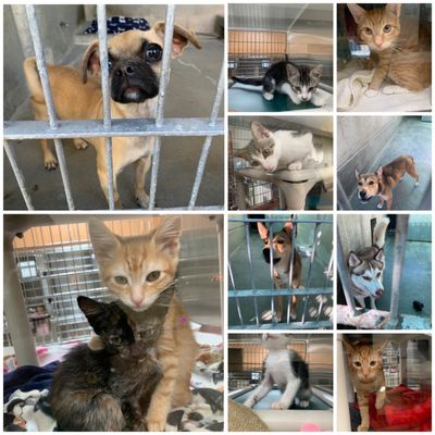Pasadena Humane by null