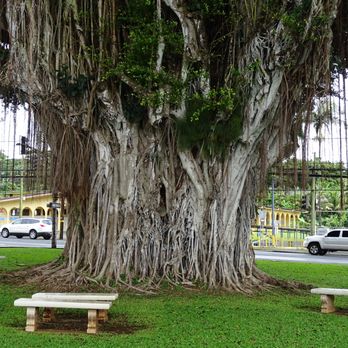 Banyan Drive - Local Flavor Near Me - Hilo, Hawaii Banyan Drive - Local Flavor Near Me - Hilo, Hawaii