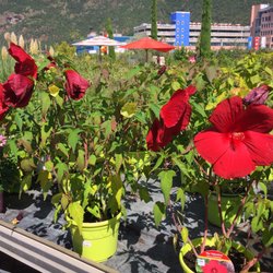 Schullian - Hibiskus mit Fernwirkung