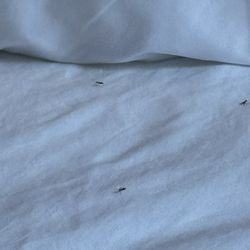 Comfort Suites Near Texas State University - insects crawling on the bed at Comfort Suites, located at 104 IH-35 N, San Marcos, TX 78666