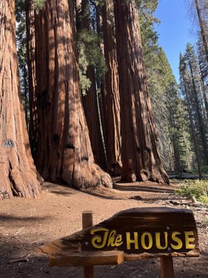 General Sherman Tree by null