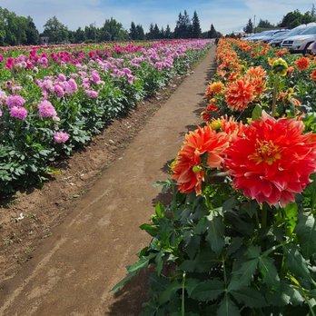Swan Island Dahlias - Nurseries & Gardening Near Me - Canby, Oregon