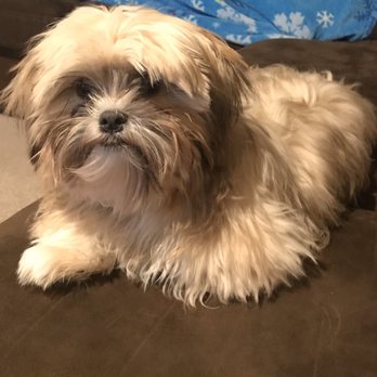 bernadette's doggy spa