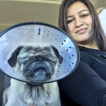 VCA Eye Clinic for Animals - Veterinarians Near Me - San Diego, California VCA Eye Clinic for Animals - Veterinarians Near Me - San Diego, California