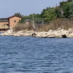 9 Mile Boat Launch - Great blue heron