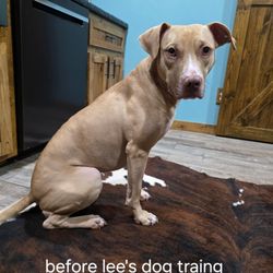 Lee's Dog Training