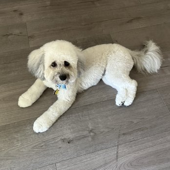 Paws R Us - My baby all cleaned up - Pet Groomers Near Me - Fresno, California Paws R Us - My baby all cleaned up - Pet Groomers Near Me - Fresno, California