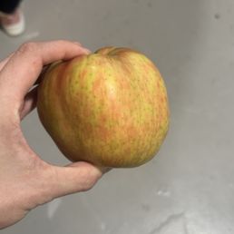 Honeycrisp apple Honeycrisp apple