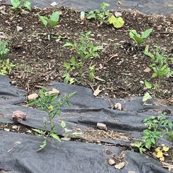 rosedale growers - Tomato plants