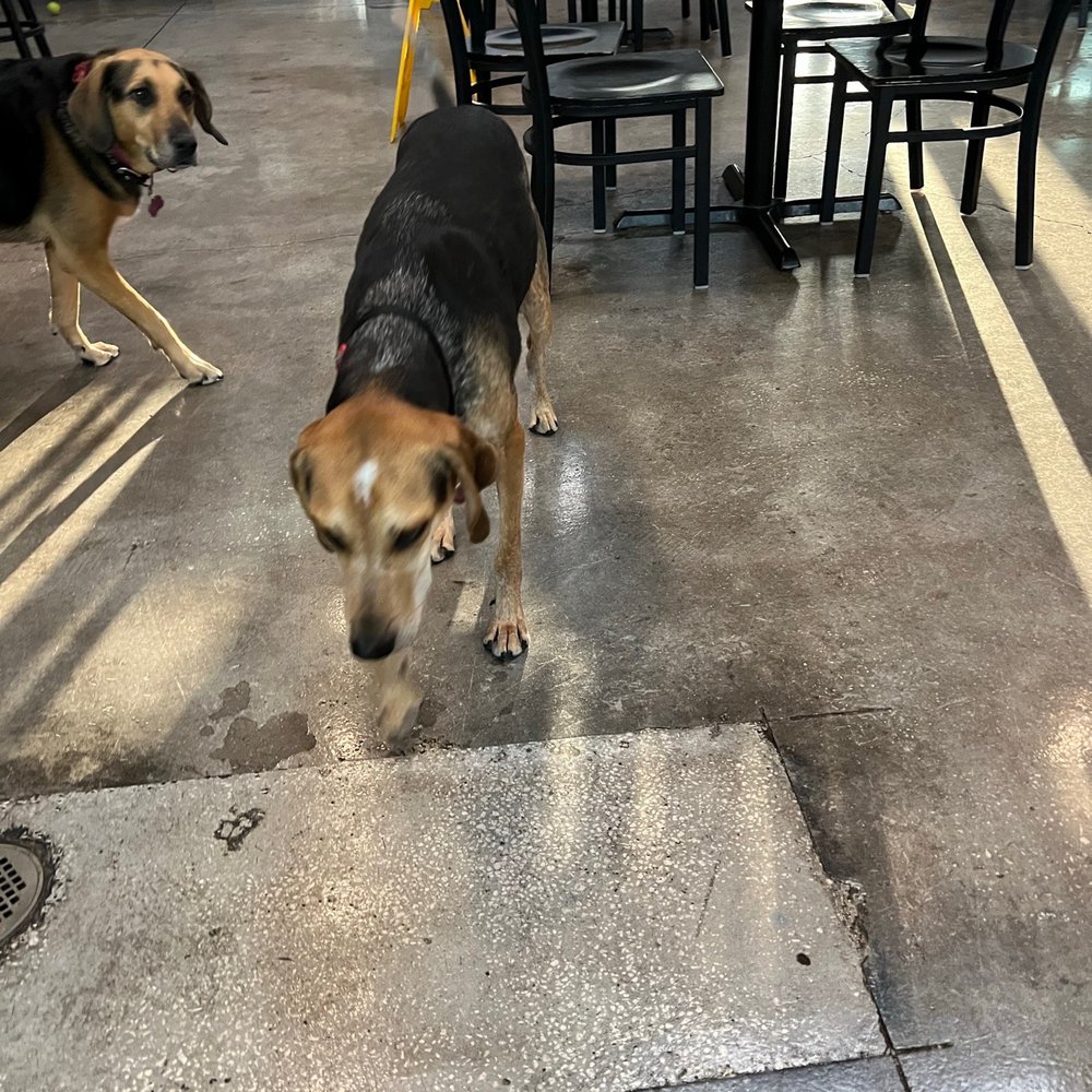Two Shepherds Taproom - Lucy and Chips exploring inside - Bars Near Me - Tampa, Florida Two Shepherds Taproom - Lucy and Chips exploring inside - Bars Near Me - Tampa, Florida