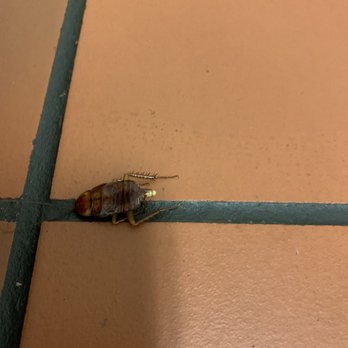 Torchy's Tacos - Cockroaches - Tex-Mex Near Me - Austin, Texas