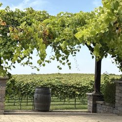 TYCOGA Vineyard & Winery - View of vineyard from patio