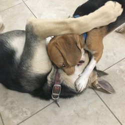 Vegas K9 Adventures - Harley the beagle roughing it up with a german shephard. Would've been too afraid without the guidance of K9 adventures.