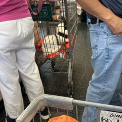 Sprouts Farmers Market - A dog in a grocery cart!