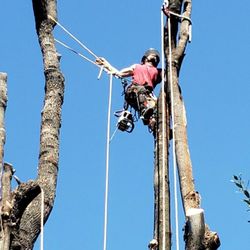 ATR Tree Care