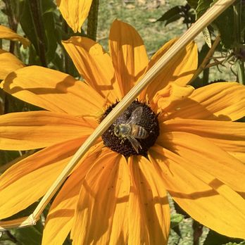 Earthbound Farm Stand - Pollinator in action! - Organic Stores Near Me - Carmel, California
