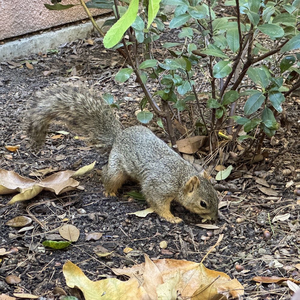 Smokejumpers Grill - A little friend greeted "good morning." during breakfast - American Near Me - Anaheim, California Smokejumpers Grill - A little friend greeted "good morning." during breakfast - American Near Me - Anaheim, California