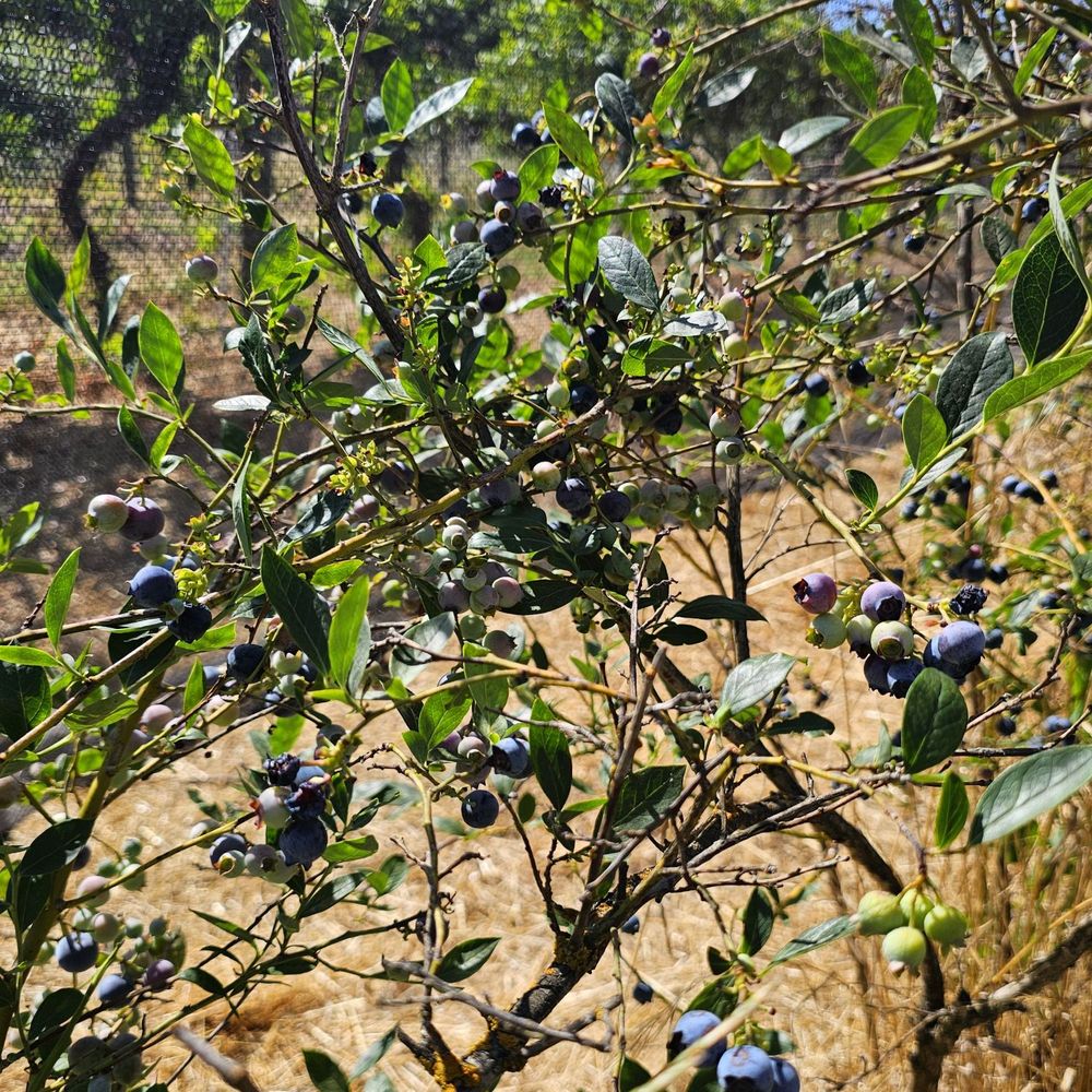 TOP 10 BEST Fruits & Veggies near Orland, CA - Updated 2025 - Yelp