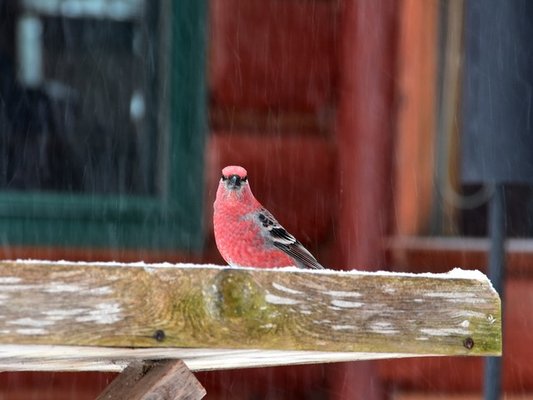 White Pine Lodge by null