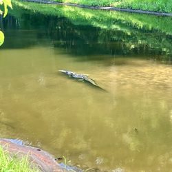 Jarvis Creek Park - Gator