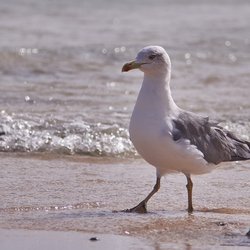 The Sunset Beach Condo - A little friend at the beach