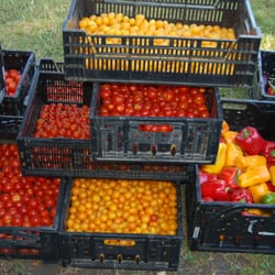 Walker Square Farmers Market - A variety of tomatoes
