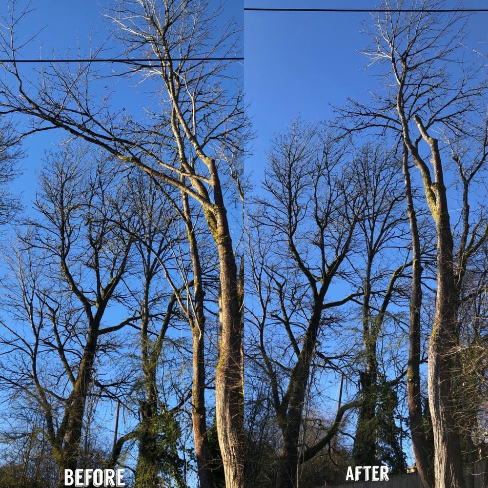 New View Tree and Landscaping - tree service in Renton, WA