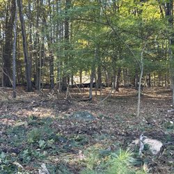 Little Stevie's Tree Work