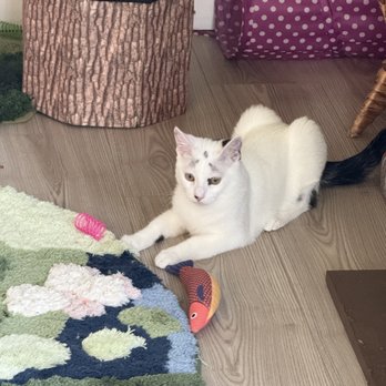 Whiskerwood Haven - Louis (?) in rotisserie mode - Animal Shelters Near Me - San Francisco, California