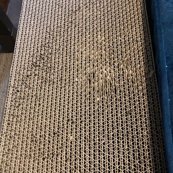 Cat Grooming by Jessica Paws - Noelia helped my cat file nails 0:) - Pet Training Near Me - Arcadia, California Cat Grooming by Jessica Paws - Noelia helped my cat file nails 0:) - Pet Training Near Me - Arcadia, California