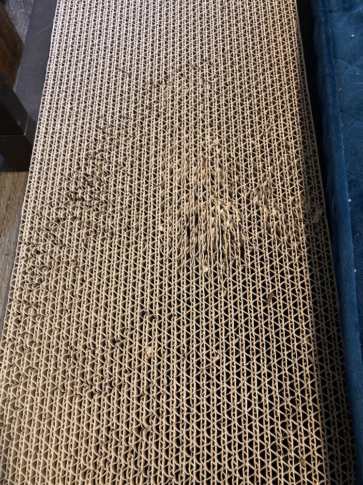 CAT GROOMING BY JESSICA PAWS Updated September 2024 37 Photos & 15