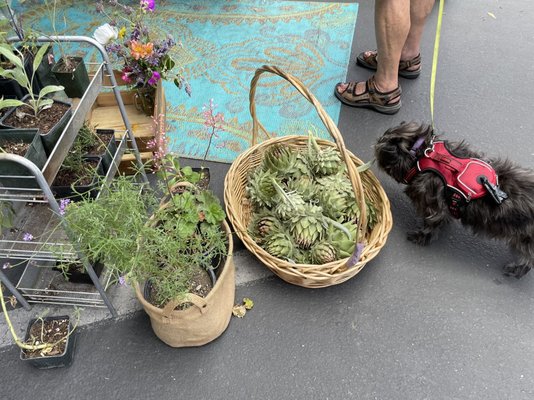 Rose Garden Farmer's Market by null