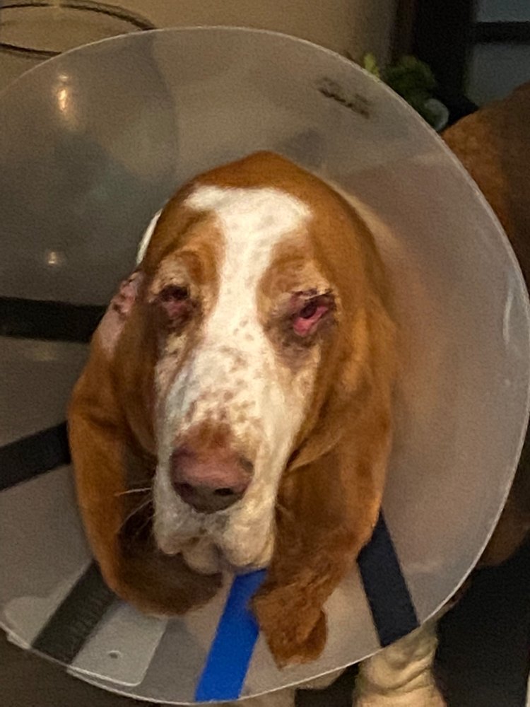 KING VETERINARY HOSPITAL Updated September 2024 7380 King