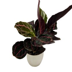Fisher Nursery
