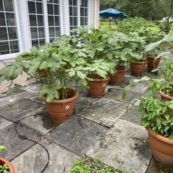 Torpedopot - Try growing 750 okra in just 10 feet www.torpedopot.com