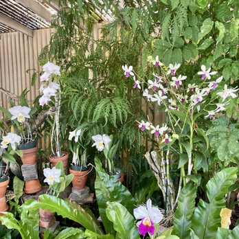 Foster Botanical Garden - Orchids - Botanical Gardens Near Me - Honolulu, Hawaii