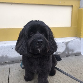 WüF Pet Spa - Pet Groomers Near Me - Cincinnati, Ohio