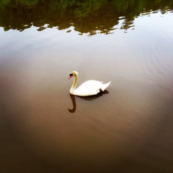 Lake Lynn Park - 4/27/14: Dear Swan, You look like you need a bath. - Parks Near Me - Raleigh, North Carolina Lake Lynn Park - 4/27/14: Dear Swan, You look like you need a bath. - Parks Near Me - Raleigh, North Carolina