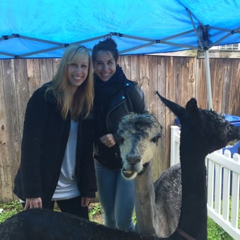Squeals On Wheels Petting Zoo - The cutest alpacas - Party Equipment Rentals Near Me