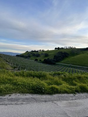 Spear Vineyards and Winery by null