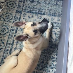 Veterinary Urgent Care Center - Easton - Moose not being allowed on the bed bc he chews my chargers