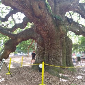 Angel Oak - Parks Near Me - Johns Island, South Carolina Angel Oak - Parks Near Me - Johns Island, South Carolina