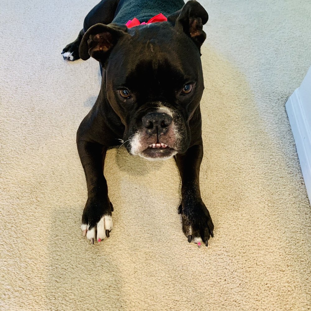 Eco Paw Spa - Pet Groomers Near Me Eco Paw Spa - Pet Groomers Near Me