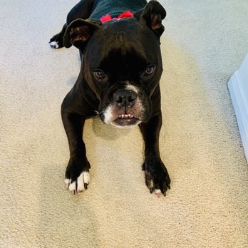Eco Paw Spa - Pet Groomers Near Me
